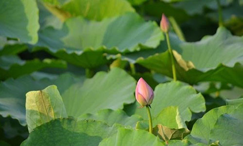 M&Ugrave;A SEN NGẬP TR&Agrave;N, D&Ugrave;NG L&Aacute; SEN NHƯ THẾ N&Agrave;O CHO Đ&Uacute;NG C&Aacute;CH