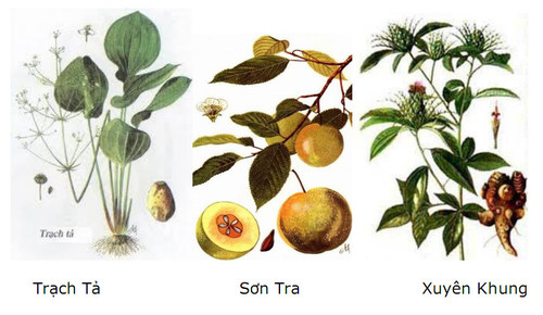 10 Loại thảo dược d&acirc;n gian gi&uacute;p giảm c&acirc;n hiệu quả