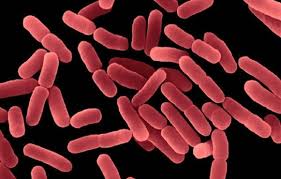 LỢI KHUẨN BACILLUS SUBTILIS C&Oacute; T&Aacute;C DỤNG G&Igrave;