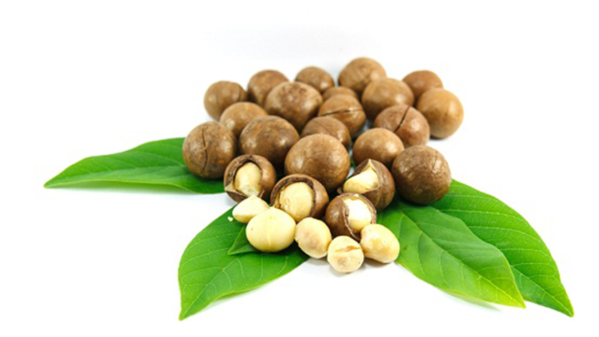 Hạt Macadamia c&oacute; tốt cho bạn kh&ocirc;ng? Dinh dưỡng , lợi &iacute;ch v&agrave; hơn của hạt Macadamia