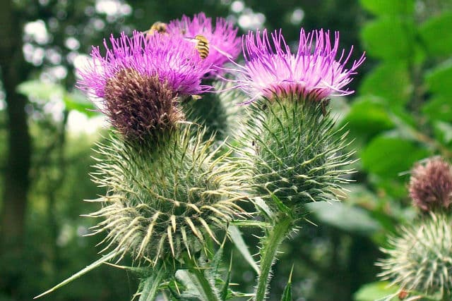 Milk Thistle c&oacute; lợi giảm c&acirc;n kh&ocirc;ng?