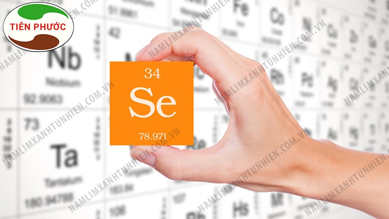 Selenium ch&iacute;nh l&agrave; kho&aacute;ng chất selen